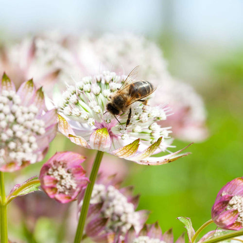 Sterndolde (Astrantia) pflanzen & pflegen